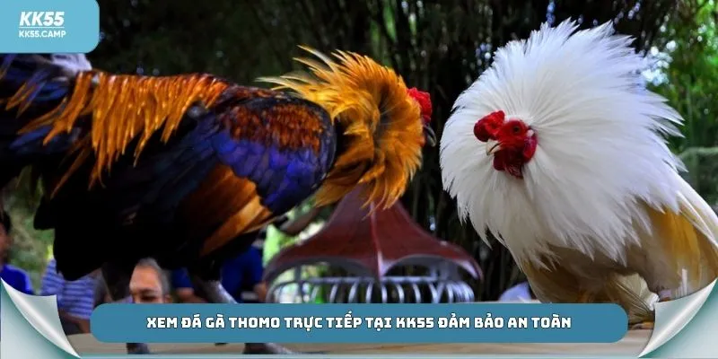 Xem đá gà Thomo trực tiếp tại KK55 đảm bảo an toàn